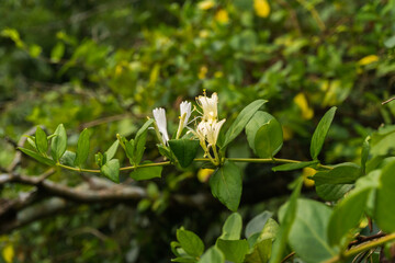 Budding the first flowers of the Paraguayan jasmine