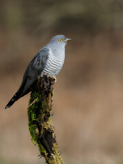 Cuckoo, Cuculus canorus
