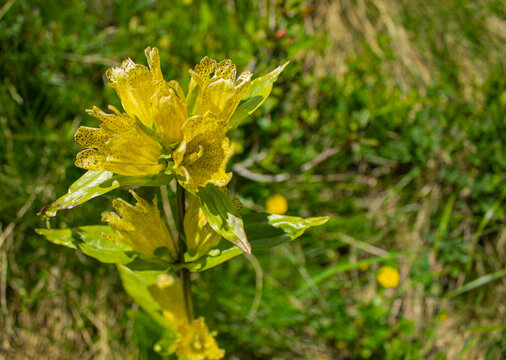 Gentiana punctata or spotted gentian, beautiful alpine yellow flower with therapeutic properties. Single plant with the background out of focus.