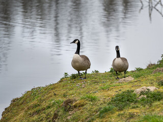 Grote Canadese Gans