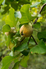 Growing the first peaches