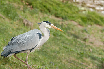 gros plan héron cendré