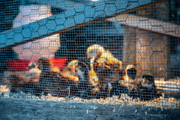 Young chicks inside a chicken brooder cage with a heat lamp, wood shaving bedding, food and water
