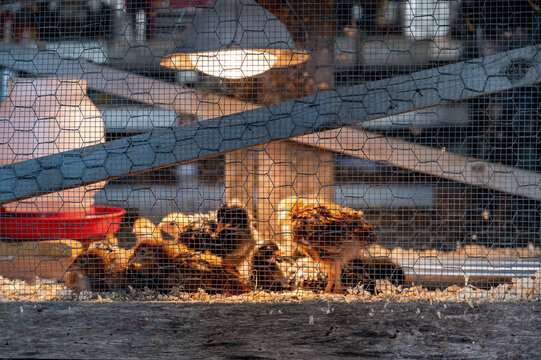 Young chicks inside a chicken brooder cage with a heat lamp, wood shaving bedding, food and water