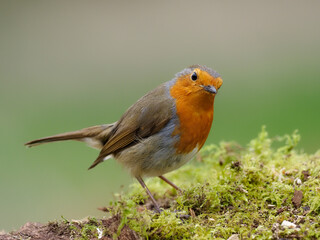 Naklejka premium European Robin, Erithacus rubecula