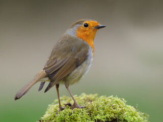 European Robin, Erithacus rubecula