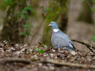 Wood pigeon, Columba palumbus