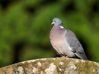 Wood pigeon, Columba palumbus