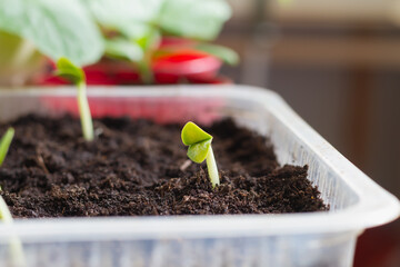 A young cucumber sprout sprang up from the ground in the spring of the house