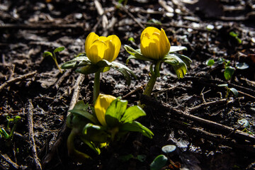 Eine gelbe Winterblume an einem Frühlingsmorgen.