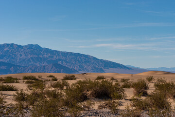 Sand dunes with green desert bushes and mountains beyond under a blue sky.