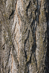 corteccia di un grosso albero