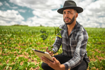 Naklejka na ściany i meble Latin American Farmer working on soybean plantation, examining crop development on tablet