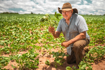 Latin American elderly farmer working on the plantation, holding a small seedling of soybeans. © Nexa