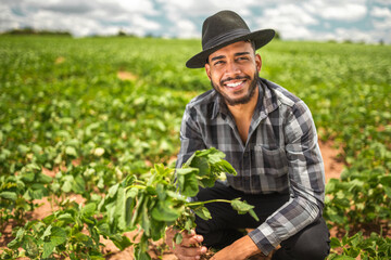 Latin American farmer working on the plantation, holding a small seedling of soybeans.