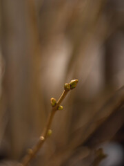buds of a tree