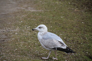 Seagull