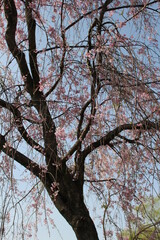 しだれ桜