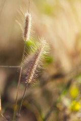 Selective focus of Imperata cylindrica Beauv background, natural field and sunshine