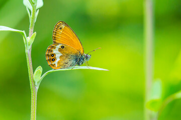Side view closeup of a Pearly heath butterfly, Coenonympha arcania, resting in grass