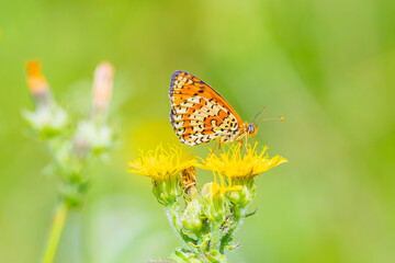 Melitaea didyma, red-band fritillary or spotted fritillary butterfly feeding on flowers.