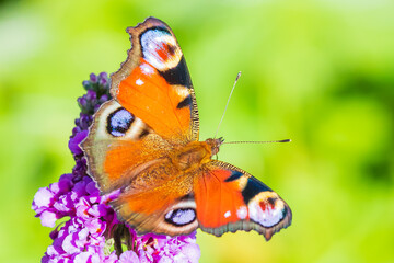 Aglais io, peacock butterfly feeding nectar from a purple butterfly-bush in garden.