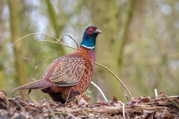 Male Pheasant Phasianus colchicus scavenging in a dark forest