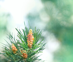 fresh young pine buds close up, healthy drug in alternative medicine. pollen male cone of pine tree Scots pine (Pinus sylvestris), spring season