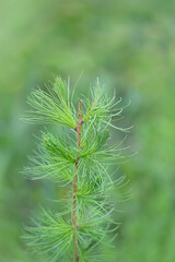 Young green branch of larch Close up. spring growing season. fresh fluffy larch with young needles macro. 