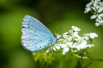 Closeup of a holly blue Celastrina argiolus butterfly feeding