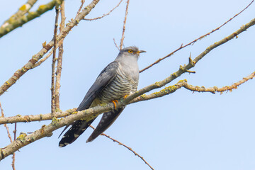 Common cuckoo, Cuculus canorus, resting and singing in a tree.