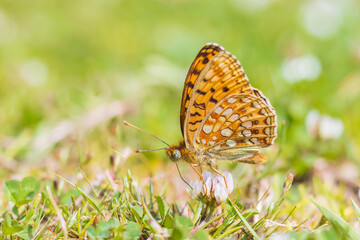 Niobe fritillary, Fabriciana niobe, butterfly resting in a meadow.