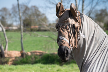 Horse with horse fly sheet and mask for protection against insects in a pasture