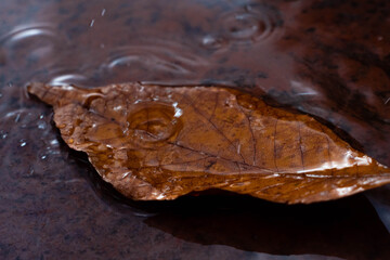 drop of water on leaf