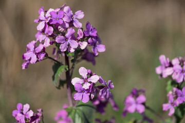 Naklejka premium Violet Lunaria annua, called honesty or annual honesty flowers with blurred background
