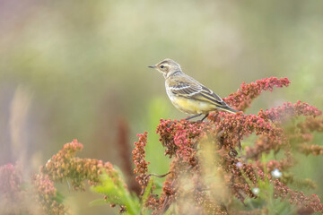 Closeup of a male western yellow wagtail bird Motacilla flava singing