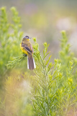 Closeup of a male western yellow wagtail bird Motacilla flava singing