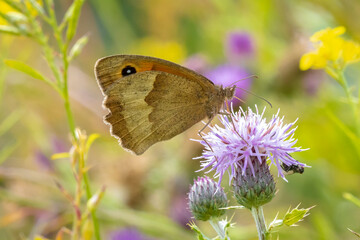 Meadow Brown, Maniola jurtina, feeding on Thistle flowers