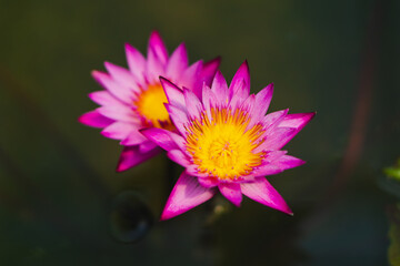 Beautiful pink waterlily on the water, Lotus Flower in black water.