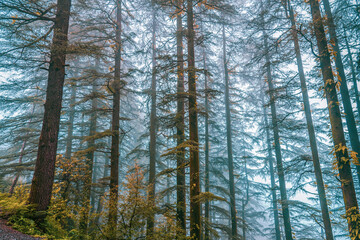 View enroute to Triund hiking trail through lush green landscape at Mcleod ganj, Dharamsala, Himachal Pradesh, India. Triund hill top offers view of himalyan peaks of Dhauladhar range.