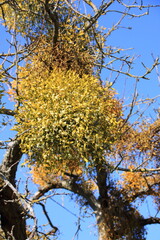 Misteln in einem Baum