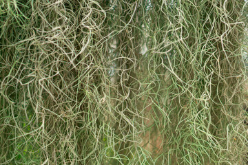 Green algae texture and Background, nature background.