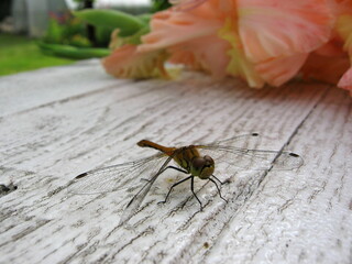 Dragonfly on white table