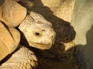 closeup turtle