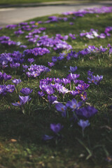 Naklejka premium Krokuswiese im Frühling