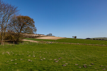 Obraz premium Countryside in West Sussex with a Blue Sky Overhead