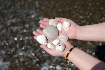 hands of the child with seashells