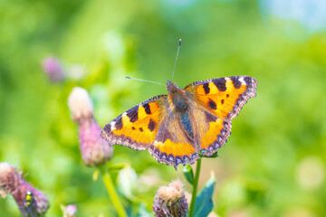 Aglais urticae, small tortoiseshell butterfly top view, open wings