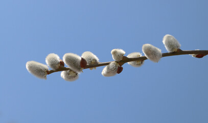 the willow branch blossomed in spring
