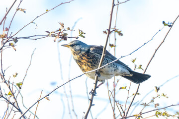 Fieldfare bird, Turdus pilaris, eating berries